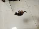 法米娜幼猫粮石榴鸡肉1.5kg 无谷高蛋白营养均衡进口猫粮 实拍图