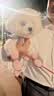 皇家狗粮 幼犬狗粮 宠物 小型犬 MIJ31 全价犬粮 2-10月 2KG 实拍图