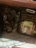 美人喵冻干猫粮10斤装成猫5kg幼猫小奶猫布偶猫营养全价大袋 【双重益生菌】鸡鱼肉蛋粮10斤 实拍图