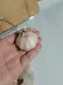 【百万单爆品】紫白皮蒜水果大蒜超市生鲜蔬菜调料即食蒜 河南大蒜净重450g单果3.5-5cm 实拍图