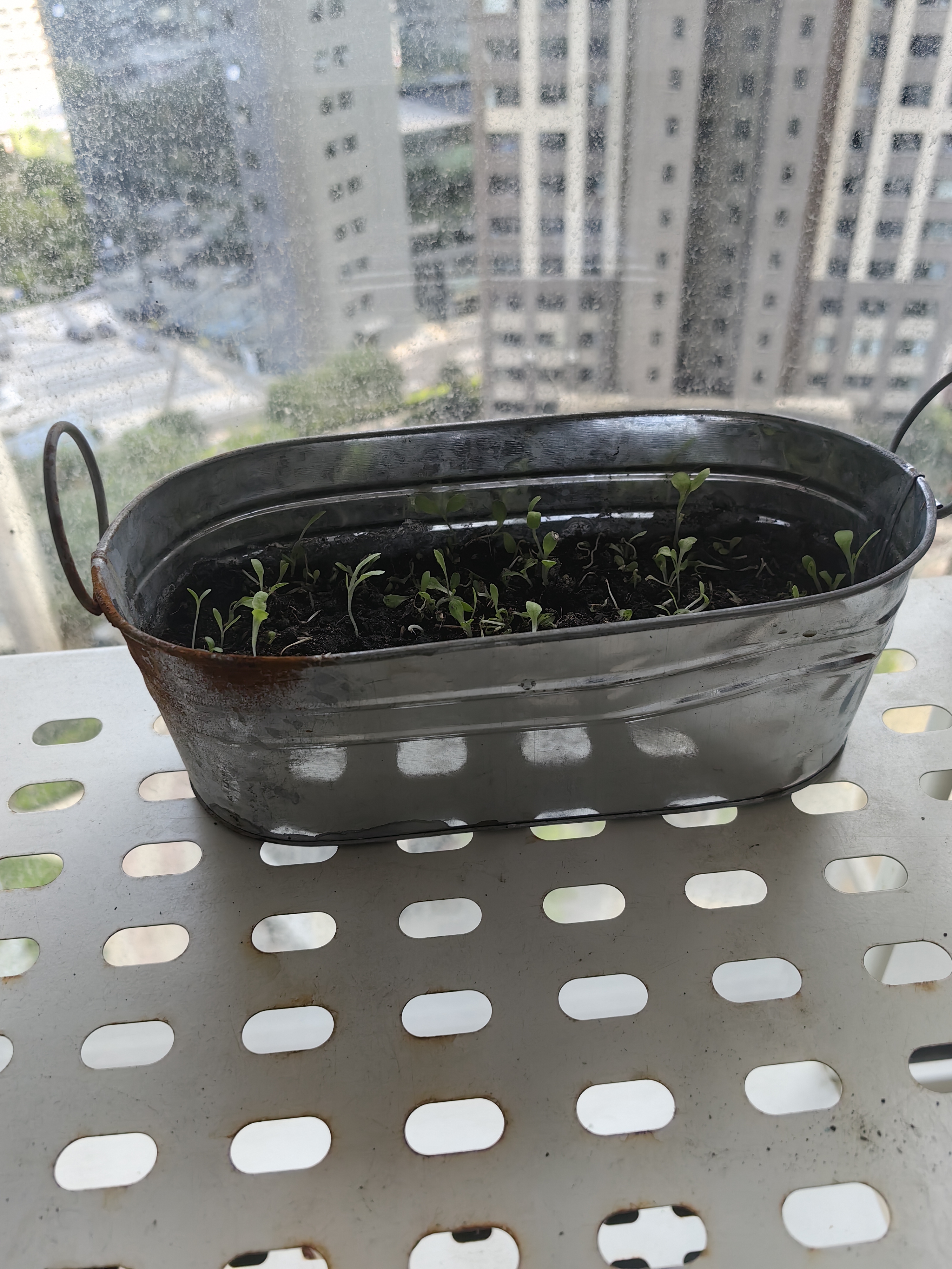 漫生活盆栽四季生菜种子儿童植物小盆景桌面绿植盆栽蔬菜种子带土带盆 实拍图