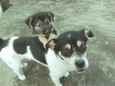 WEYES冻干鸡肉碎500g桶装猫咪狗狗拌粮宠物零食高蛋白鸡胸肉冻干鸡胸肉 实拍图