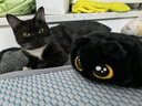 诚实一口P32全价猫粮成猫幼猫室内外低敏轻松蛋白易消化守护肠胃营养 6kg 实拍图