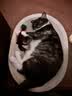 爱立方猫条猫咪营养条湿粮幼猫成猫零食三文鱼混合湿粮肉条狗零食200g 实拍图