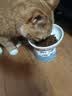 雷米高（RAMICAL）澳宝鲜肉注浆猫粮呵护肠道成猫幼猫猫粮通用型全价全期猫粮2kg 实拍图