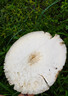 GINT保温壶家用大容量热水瓶玻璃内胆暖壶开水瓶学生暖瓶水壶 实拍图