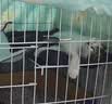 憨憨宠猫笼折叠猫笼子大号猫别墅加粗加密双层猫舍猫窝宠物猫咪用品家用 白色 700双层 实拍图