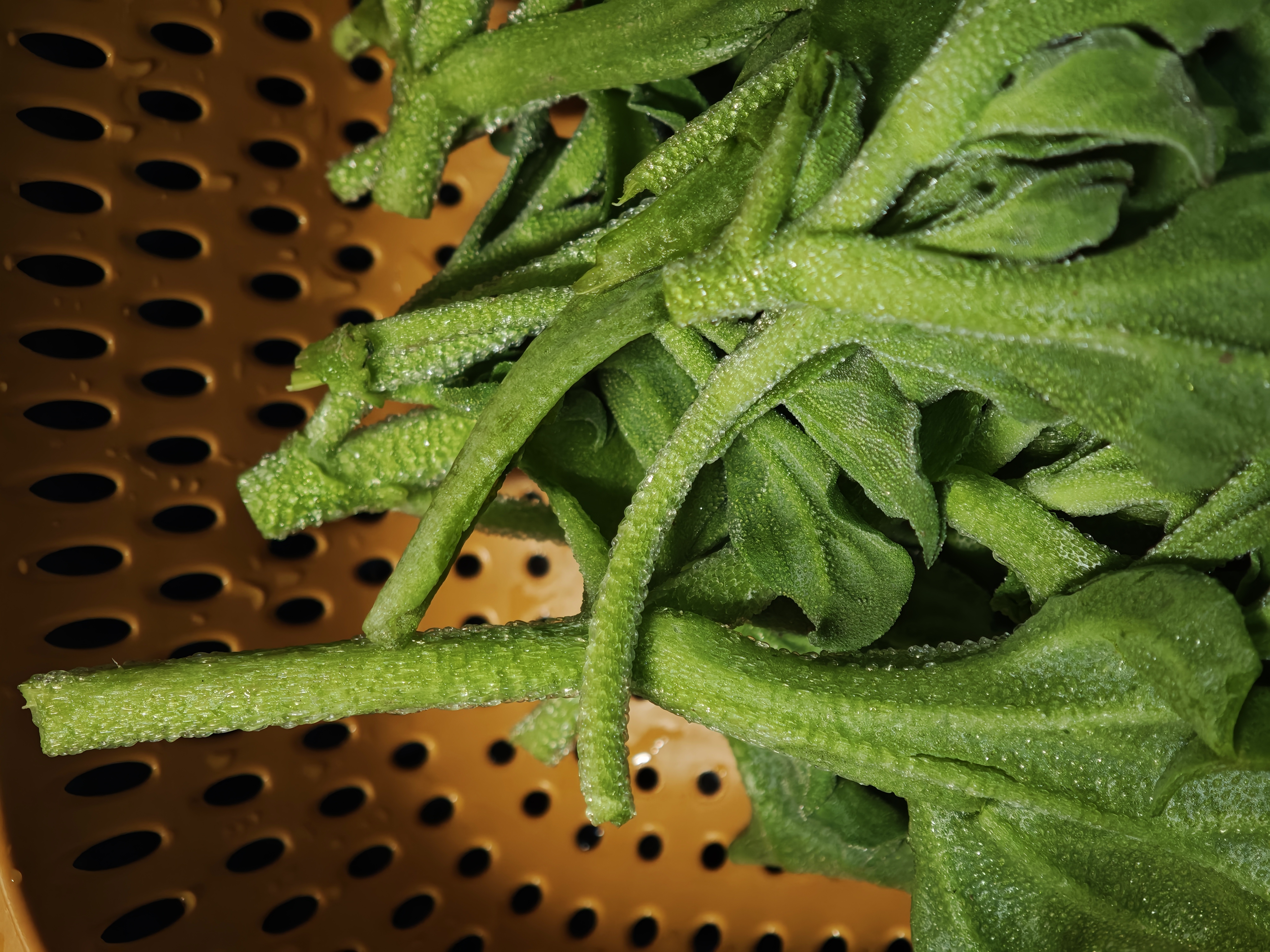 【水果菜】冰草 250g 实拍图