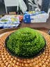 【海葡萄蓝盒装300g】盐渍海藻海带裙带菜儿童零食爆珠脆爽解压 海葡萄1盒装【送多种蘸料】 一盒3袋【送番茄 酱油 芥末蘸料】 实拍图