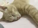 麦富迪猫粮 barf霸弗天然猫粮冻干生骨肉高蛋白成猫粮养胃增肌牛肉5.4kg 实拍图