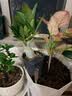 【夏季新品】稀有多头沙漠玫瑰重瓣老桩浓香多肉绿植四季室内外 （红黄花）根直径（2-4公分） 带黑色育苗盆发货 实拍图