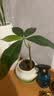 Berry&Bird喷壶500ML家庭花园养花种植打药消毒浇花喷水壶多肉盆栽园艺工具 实拍图