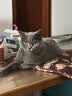 皇家英短成猫粮 BS34 通用粮 12月以上 4.5KG 实拍图