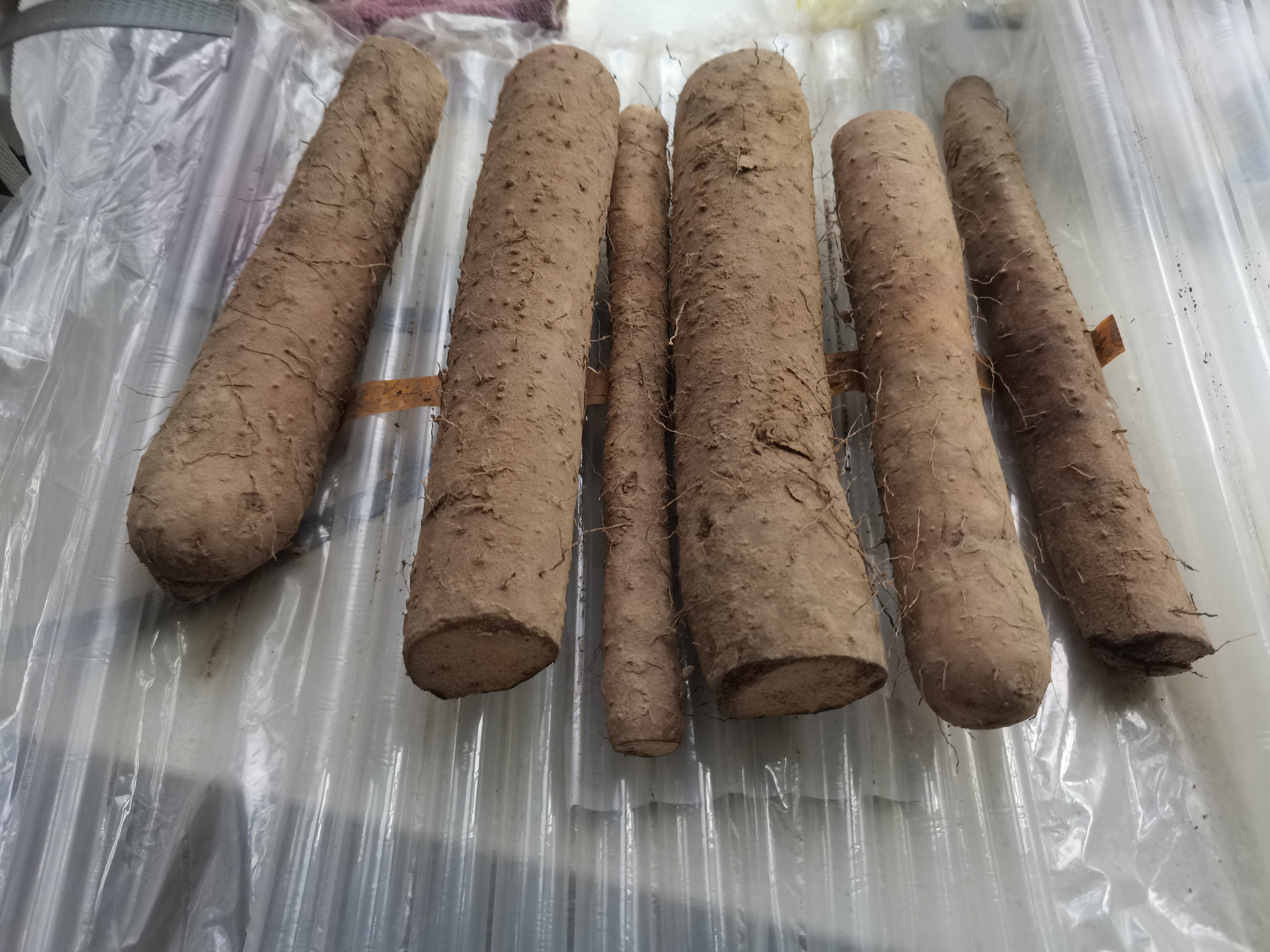 正宗铁棍山药垆土淮山药温县怀山药现挖现发药食同源 正宗垆土铁棍山药3斤 (20-30cm左右）净重  实拍图