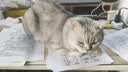 皇家室内成猫粮 I27 通用粮 12月以上 400g 实拍图