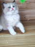 小佩宠物AI智能自动喂食器可视版2 定时定量 猫脸识别(支持鸿蒙智联) 实拍图
