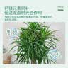 史丹利茉莉花专用营养液500ml 肥料盆栽酸性植物家用花卉通用型液体花肥 实拍图