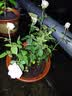 德沃多肥料50L植物营养土通用养花有机土壤泥炭土蔬菜适用种植土 实拍图