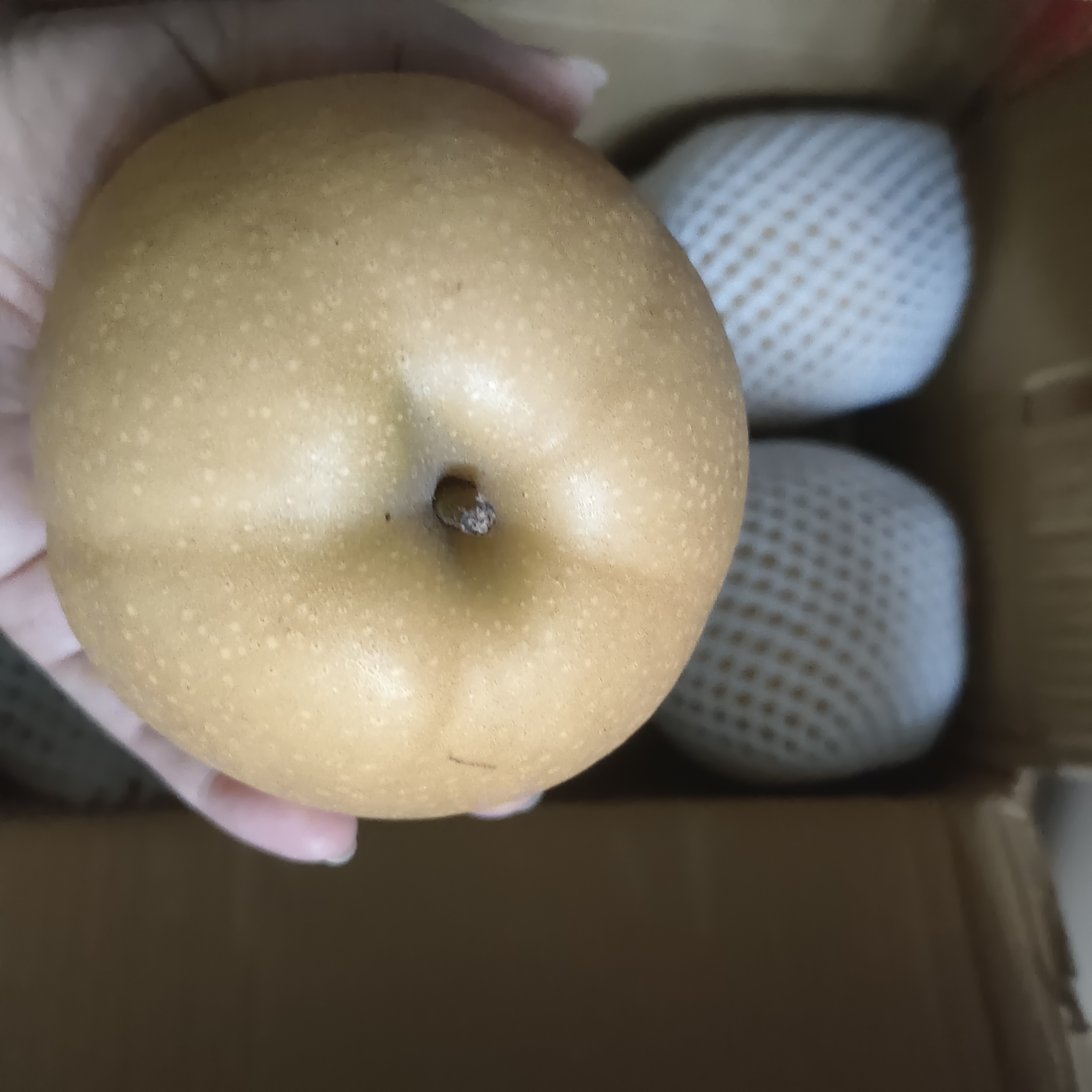 粤迎正宗山东秋月梨【顺丰送货上门】冰糖脆甜梨子新鲜中秋节送礼物盒 5斤礼盒装【送礼优选装-较较划算】净4.5斤 SS+级商超果【单果400-450g】爆甜 实拍图