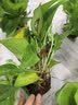 京东绿植绿萝盆栽除甲醛花卉绿植办公室新房净化空气 120款10盆源头直发 实拍图