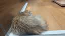 网易严选全价冻干双拼猫粮3.0 猫干粮成猫幼猫通用高鲜肉粮 自营金选1.8kg 实拍图