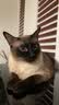 宠幸豆腐猫砂细砂快速结团除臭可溶可冲厕所猫沙猫咪用品低尘 原味豆腐猫砂2.5kg*6 实拍图