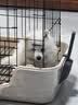 HELLOJOY狗厕所中型小型犬专用防踩屎便盆尿尿盆非不锈钢大小便神器狗砂盆 实拍图