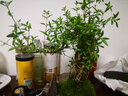 瀚林怡景（HANLINYIJING）六月雪盆景植物树桩悬崖造型假山老桩室内客厅办公室绿植桌面盆栽 山水石景（青釉）-六月雪 实拍图