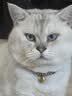佩玛思特升级款深海鱼系列三种鱼成猫猫粮2kg 实拍图