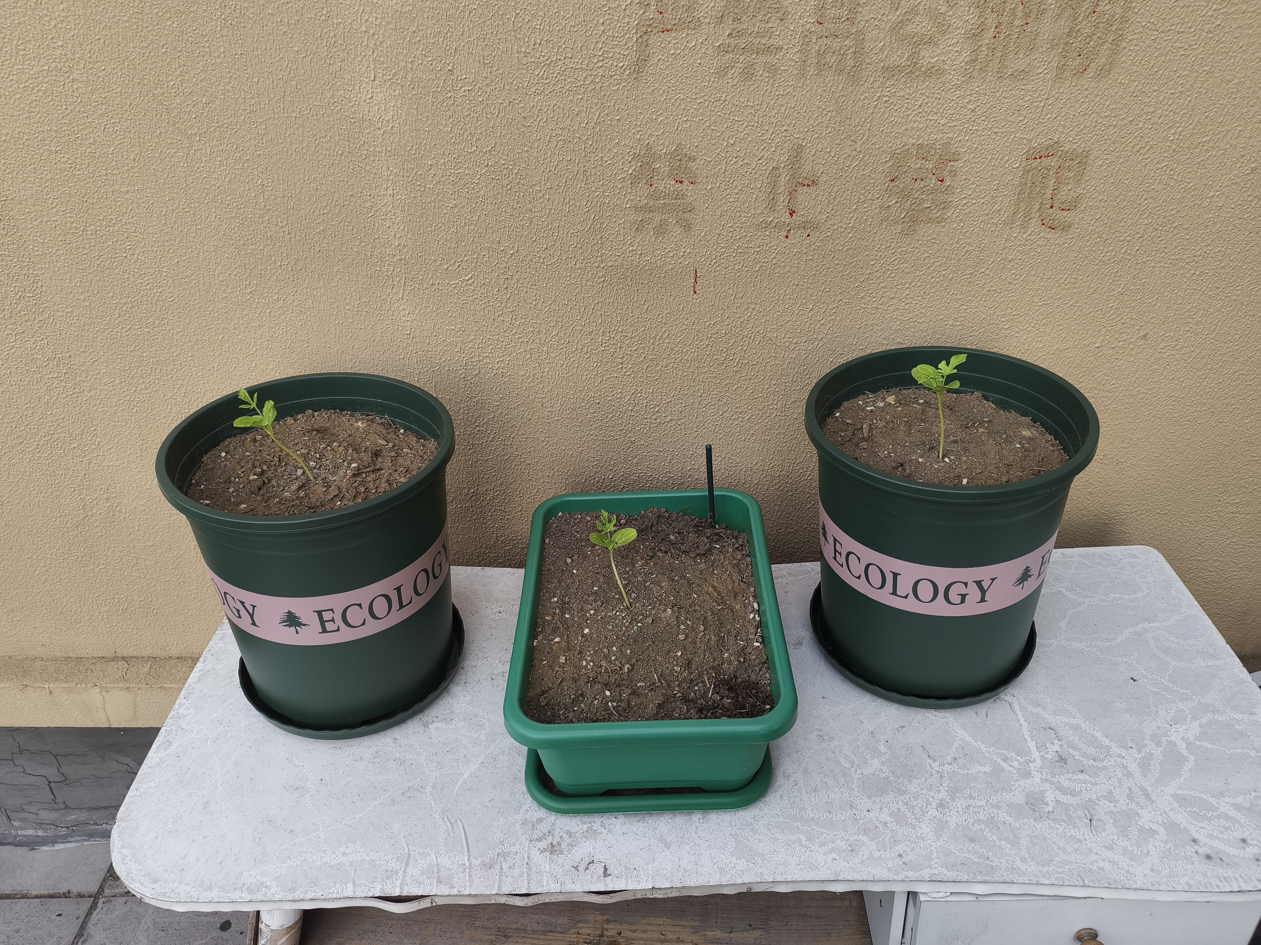 九千谷加仑花盆高款5加仑 树脂塑料花盆加仑盆加厚大绿花盆 带托盘1206 实拍图