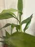 花翁富贵竹水培绿植招财转运室内客厅水养花卉盆栽植物文昌竹源头直发 实拍图