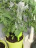 史丹利自动浇水器浇花神器花盆定时植物懒人用绿植花卉家用滴水器2个装 实拍图
