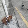 HELLOJOY狗狗玩具电动跳跳逗狗遛球宠物自嗨解闷发声磨牙泰迪耐咬幼犬柯基 实拍图