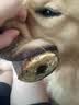 约克先生牛骨头磨牙棒耐啃咬含骨髓高硬高钙营养烘干牛角1支250g 实拍图
