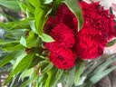 京东鲜花爱人礼物AB级20朵随机色百合鲜花节日礼物送女友送爱人源头直发 实拍图