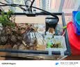 创宁鱼缸石英加热棒 CN-605-100W 低水位乌龟小型迷你自动恒温器 实拍图