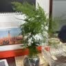 文竹盆栽绿植花卉盆景植物室内客厅水培文松云竹文竹大苗四季常青 小文竹【1颗】原盆原土球发货 高度15-25cm 实拍图