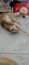 HOUYA猫薄荷木天蓼磨牙棒猫玩具逗猫棒猫咪宠物用品自嗨解闷 实拍图
