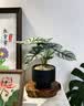 花翁北欧竹芋盆栽办公室内桌面绿植花卉 白犀牛海芋波纹高盆源头直发 实拍图