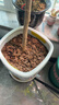史丹利粗椰壳500g 砖椰砖营养土进口脱盐椰糠土兰花植料月季养花通用型 实拍图