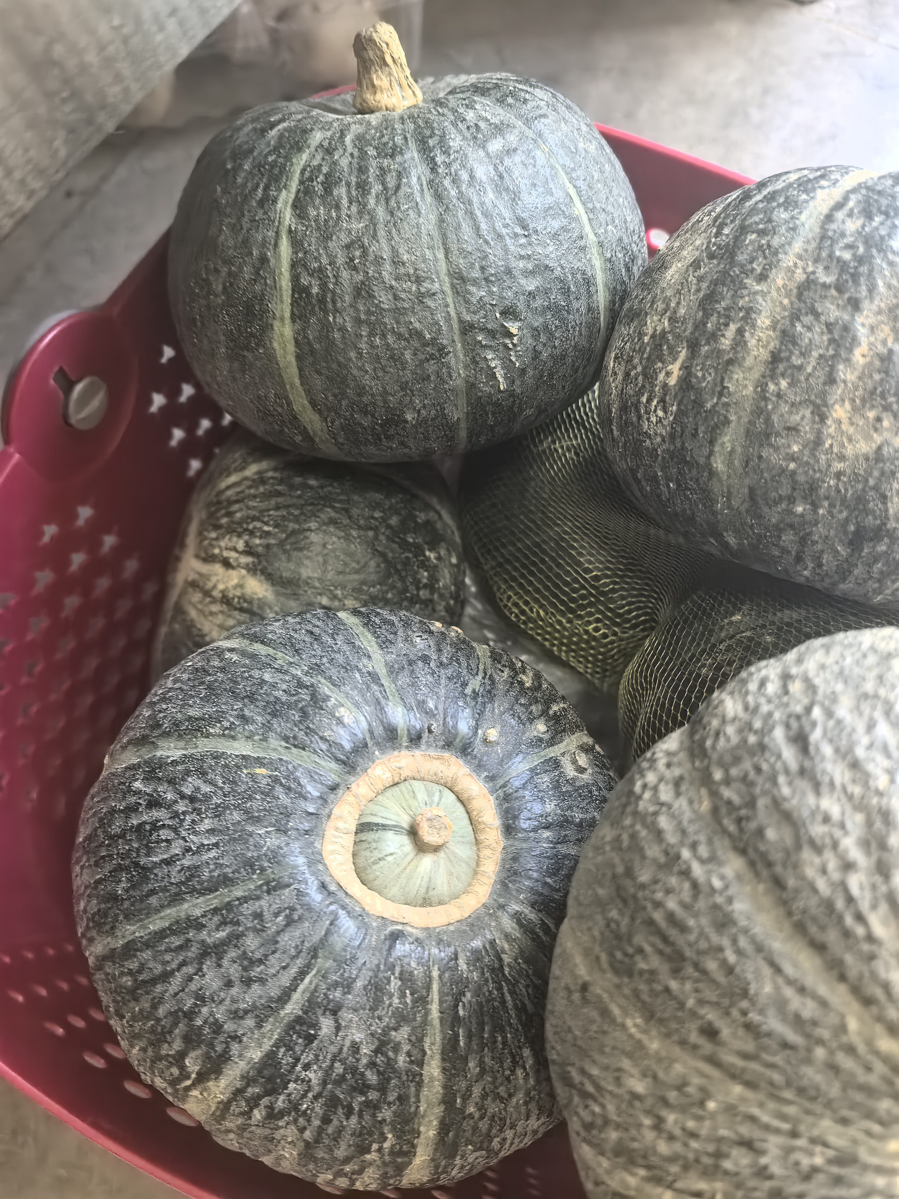 自然搭档 正宗陕西贝贝南瓜 粉面香甜小南瓜 新鲜蔬菜香甜软糯产地直发 净重 4.5斤 （3-8个） 实拍图