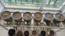 史丹利黄金软麦饭石颗粒铺面多肉养花专用绿植通用土壤盆栽拌土石5斤 实拍图