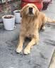 伯纳天纯中大型犬全价成年犬粮金毛宠物主粮羊肉蔓越莓15kg囤货装 实拍图