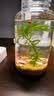 哈洁宝微景观生物生态瓶观赏小鱼diy科学作业免换水造景材料活动礼物 水星瓶黄金砂（小鱼款） 实拍图
