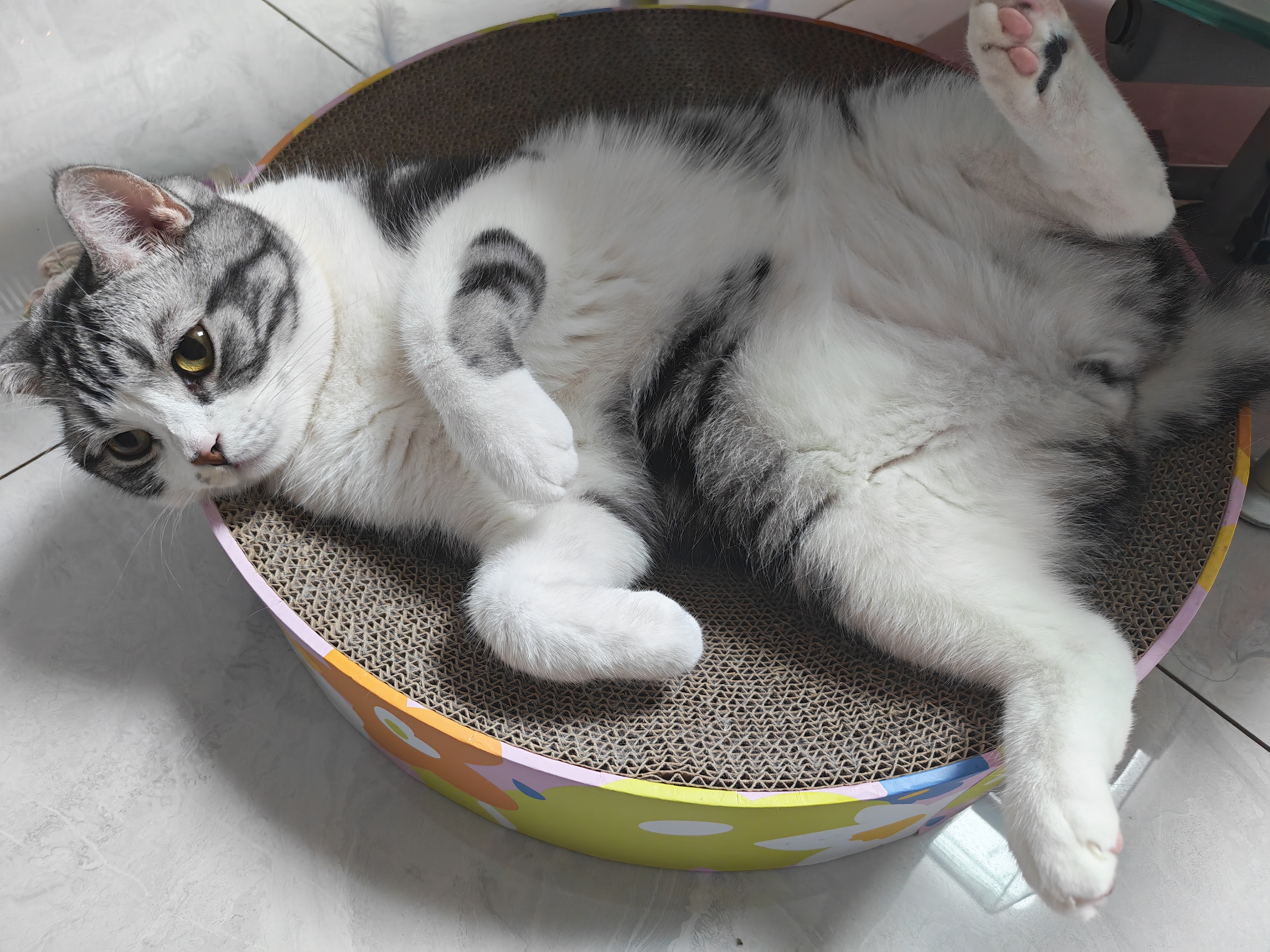 麦富迪猫罐头 barf霸弗主食猫罐头猫咪零食湿粮成幼猫呵护泌尿45g*12罐 实拍图