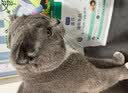 LEGENDSANDY蓝氏全价猫粮成猫幼猫生骨肉冻干粮 猎鸟乳鸽500g 实拍图
