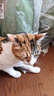 京东京造猫粮鸡肉味全价成猫粮10kg三文鱼肉营养美毛长肉质检流浪救助 实拍图