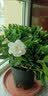 花翁栀子花盆栽四季开花卉大全树苗室内绿植好养易活茉莉花源头直发 实拍图