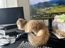 pidan混合豆腐猫砂 除臭结团经典款豆腐膨润土皮蛋猫砂2.4kg*8包 实拍图