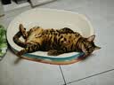 小毛豆幼猫粮全价高蛋白酶解鲜肉乳铁蛋白成猫三文鱼1.5kg5包送试吃 实拍图